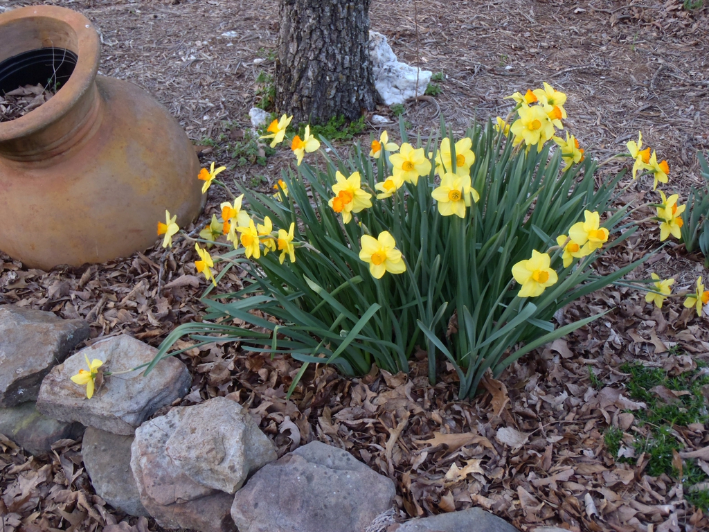 Narcissus