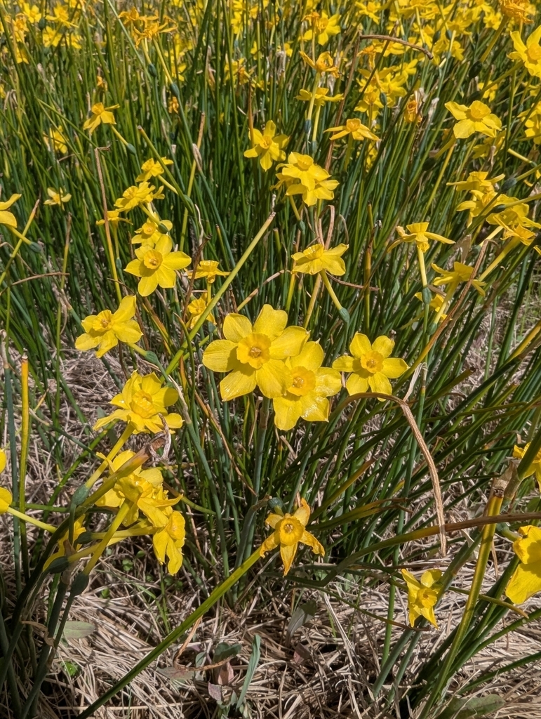 Masses of flowering plants with small yellow daffodils.