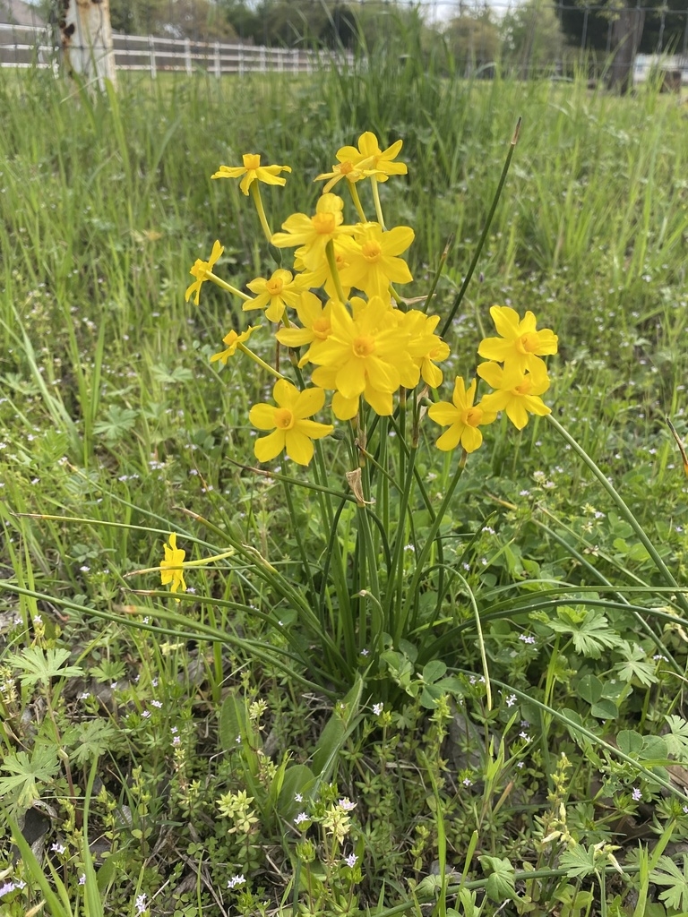 Clump of linear leaves and cluster of small yellow daffodils.