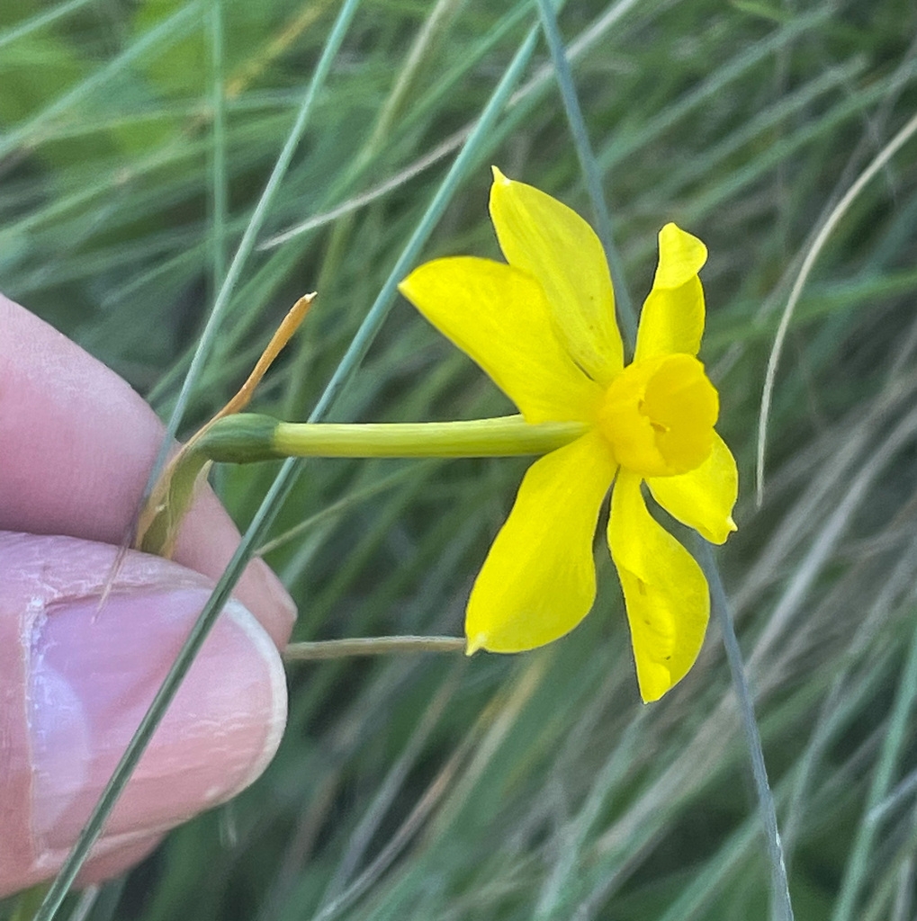 Fingers grasping a single small yellow flower with yellow corona