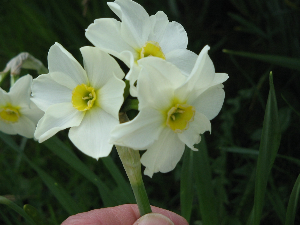 Flowers