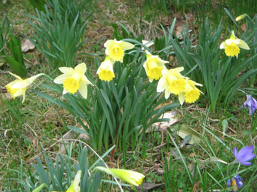 Form