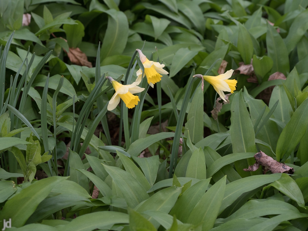 Leaves and flowers