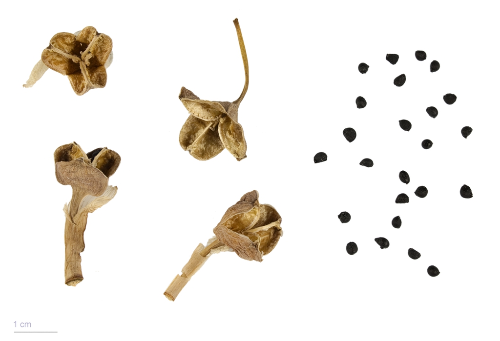 Capsule fruit and seeds.