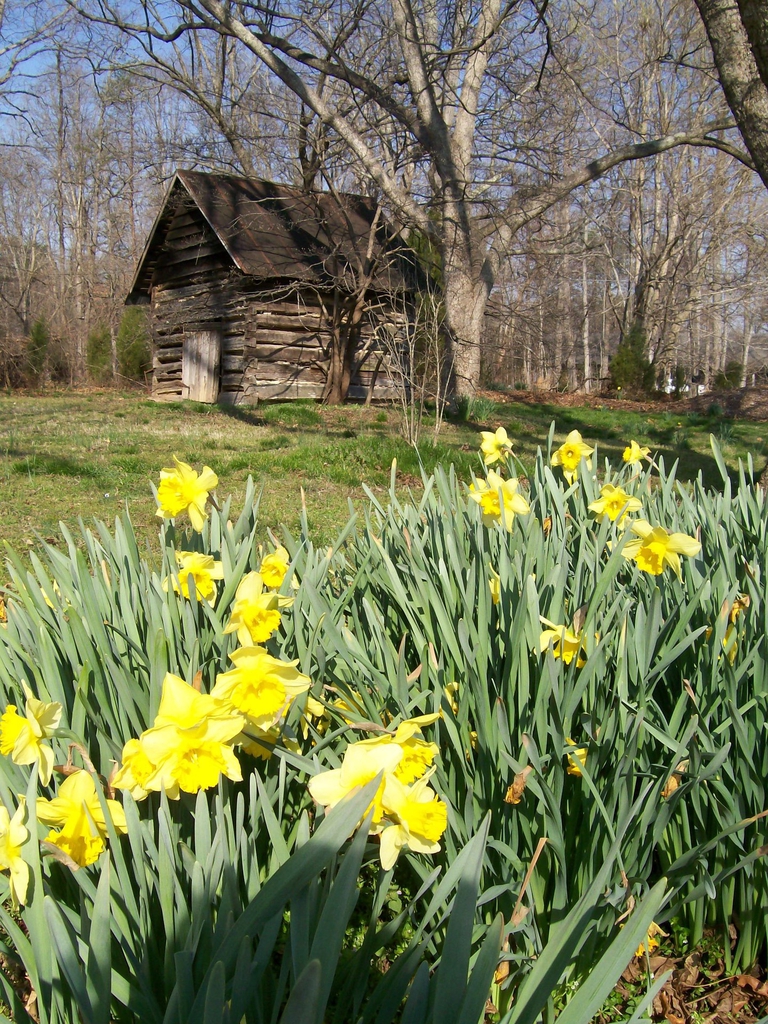 Narcissus