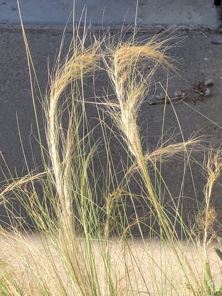 Seed heads in fall