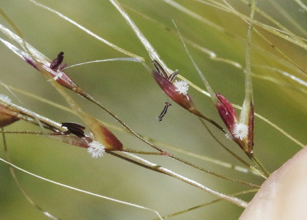 Flower detail in April