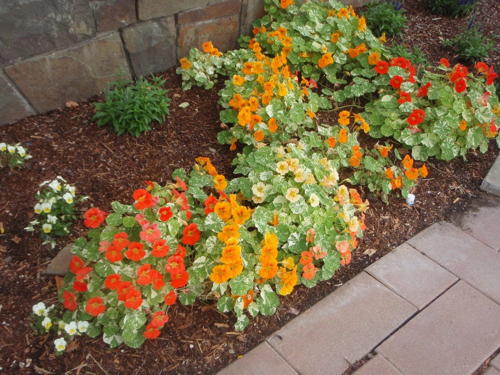 Nasturtium Leaf and Flower