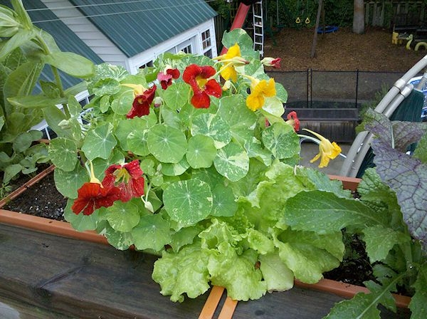 Tropaeolum majus