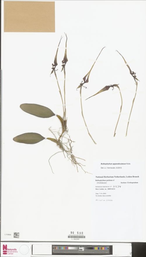Pressed & dried Form with roots on a sheet of paper