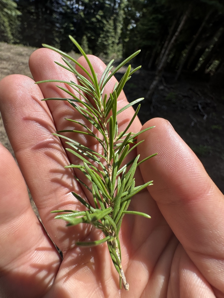 Needles in June in Josphine County, Oregon