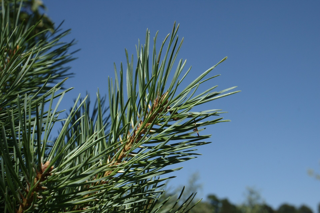 Pine needles in June in Wojslawice, Poland