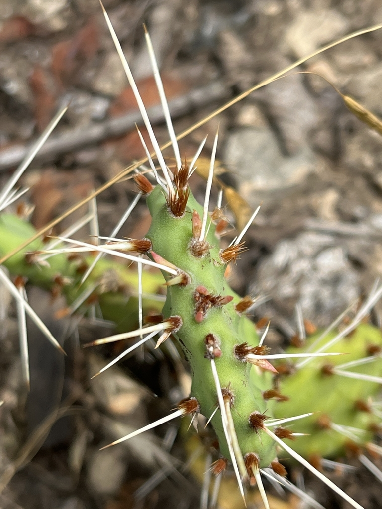 Needles in June in Jackson County, Missouri