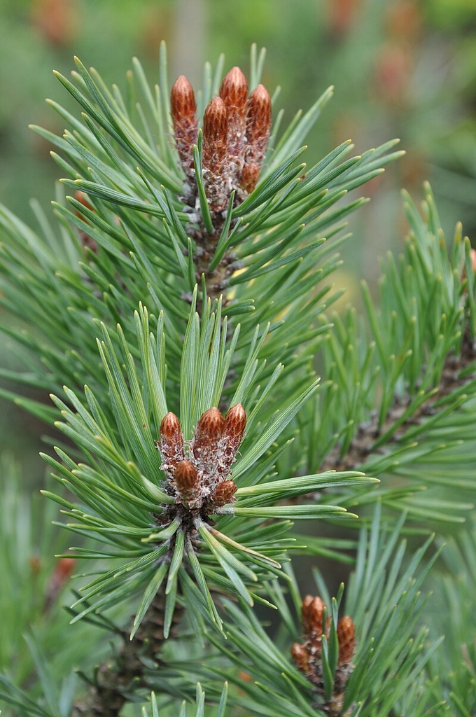 Branches with 5 flower spikes on the tips in May