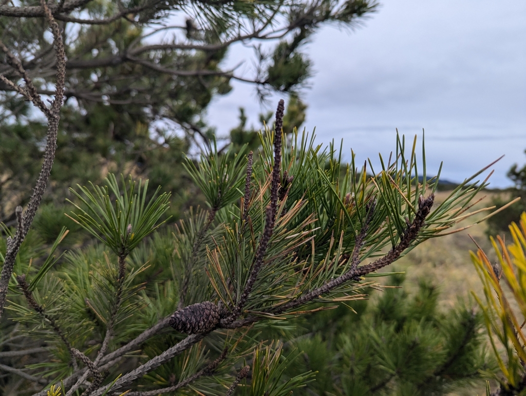 Needles in November in Pacific County, Washington