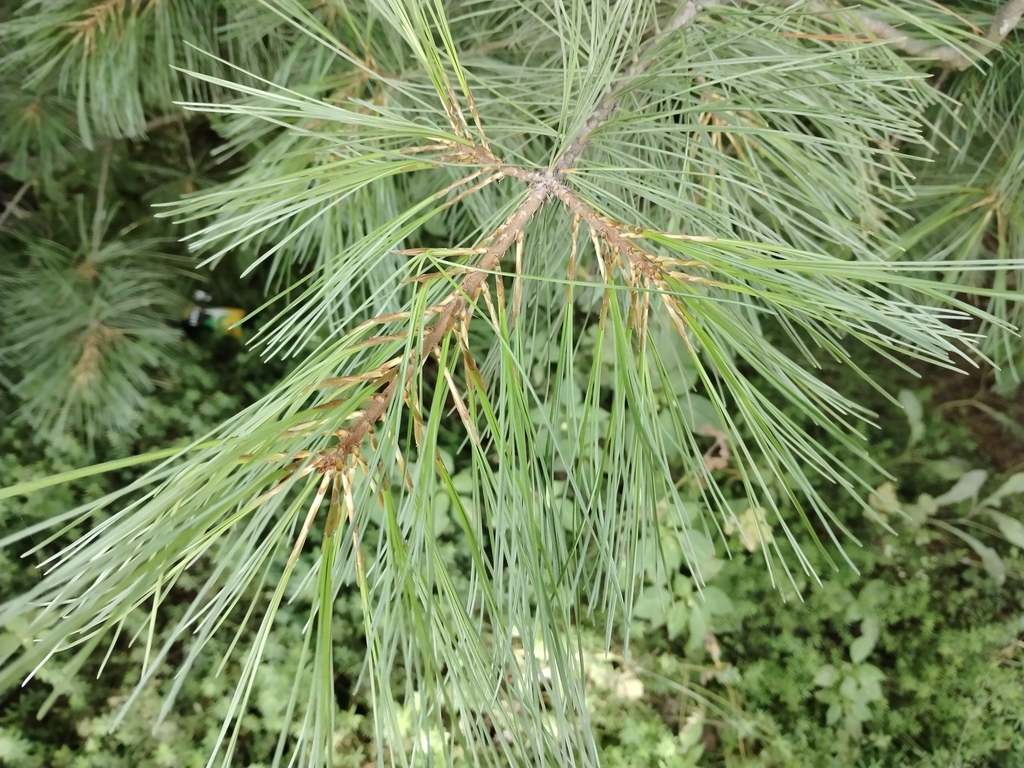 Needles in July in Khabarovsk in Russia