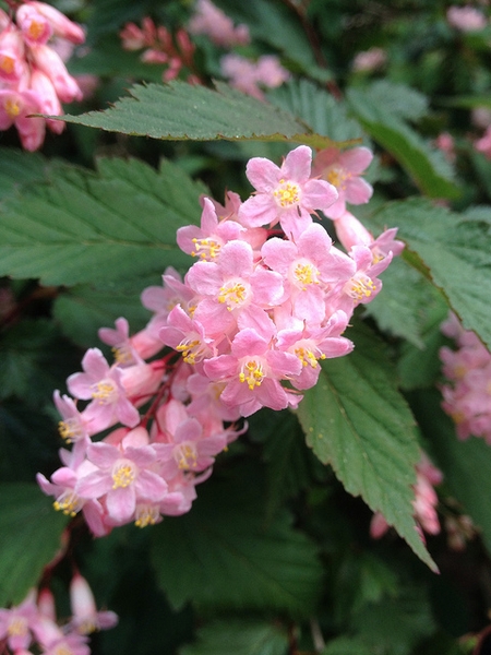 Neillia sinensis