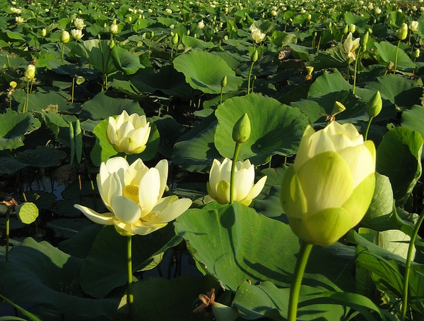 Nelumbo lutea