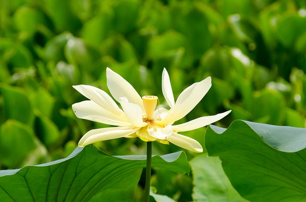 Nelumbo lutea