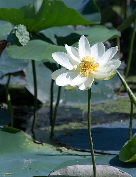 Nelumbo lutea