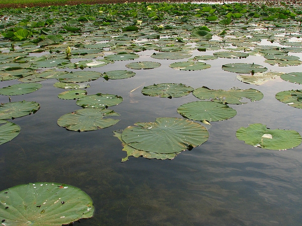 Nelumbo lutea