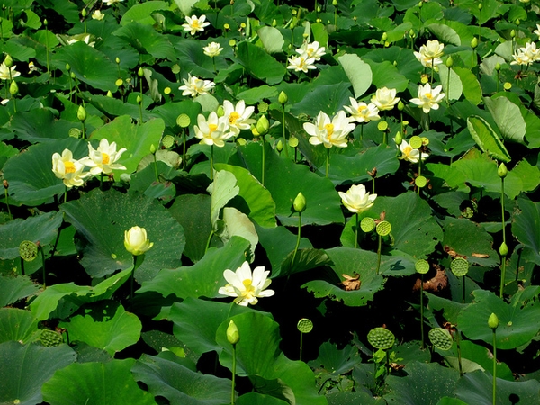 Nelumbo lutea