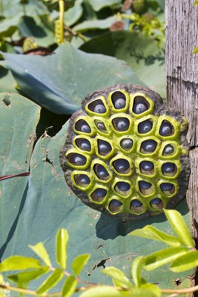 Nelumbo lutea
