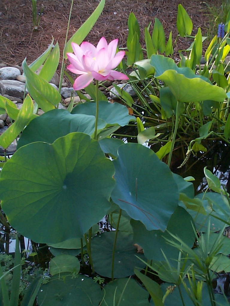 Nelumbo ssp in the summer in Moore County