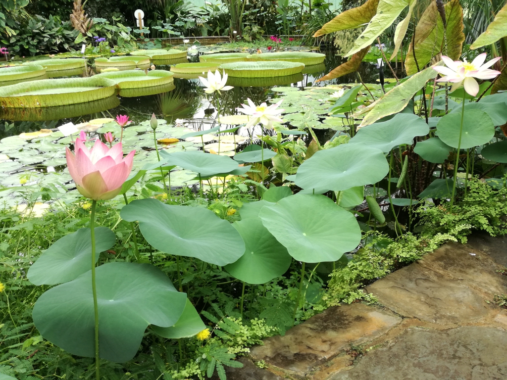 Nelumbo nucifera along pond edge