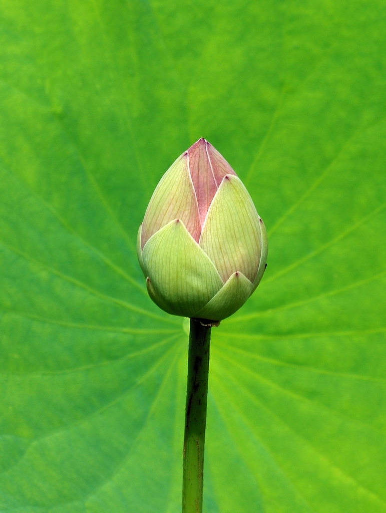 Nelumbo nucifera bud in summer