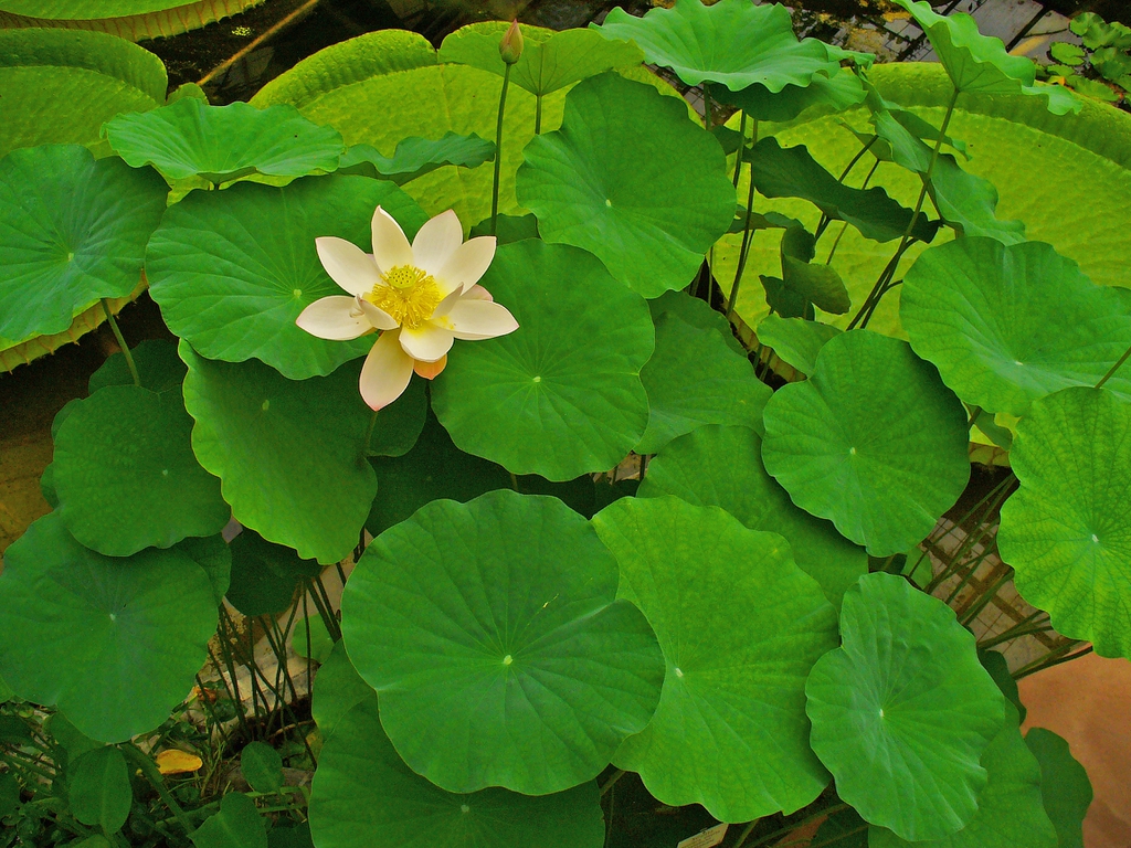 Nelumbo_nucifera flower, bud, and leaves