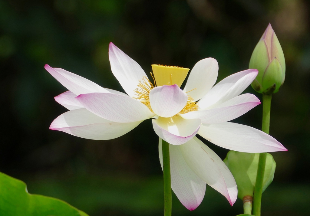 Nelumbo nucifera flower from the side