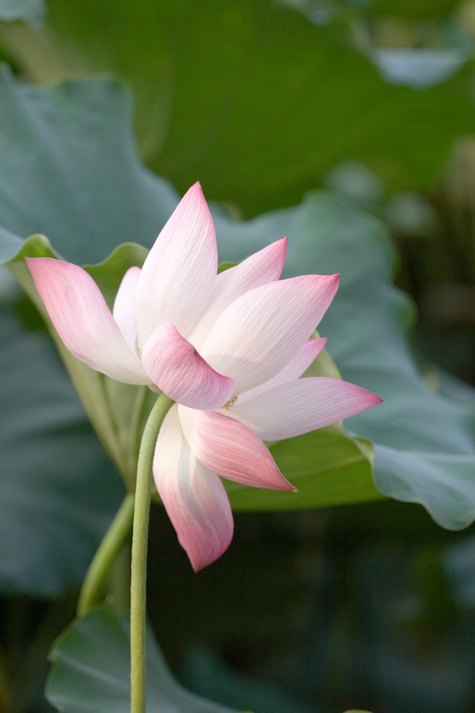 Nelumbo nucifera flower from the side