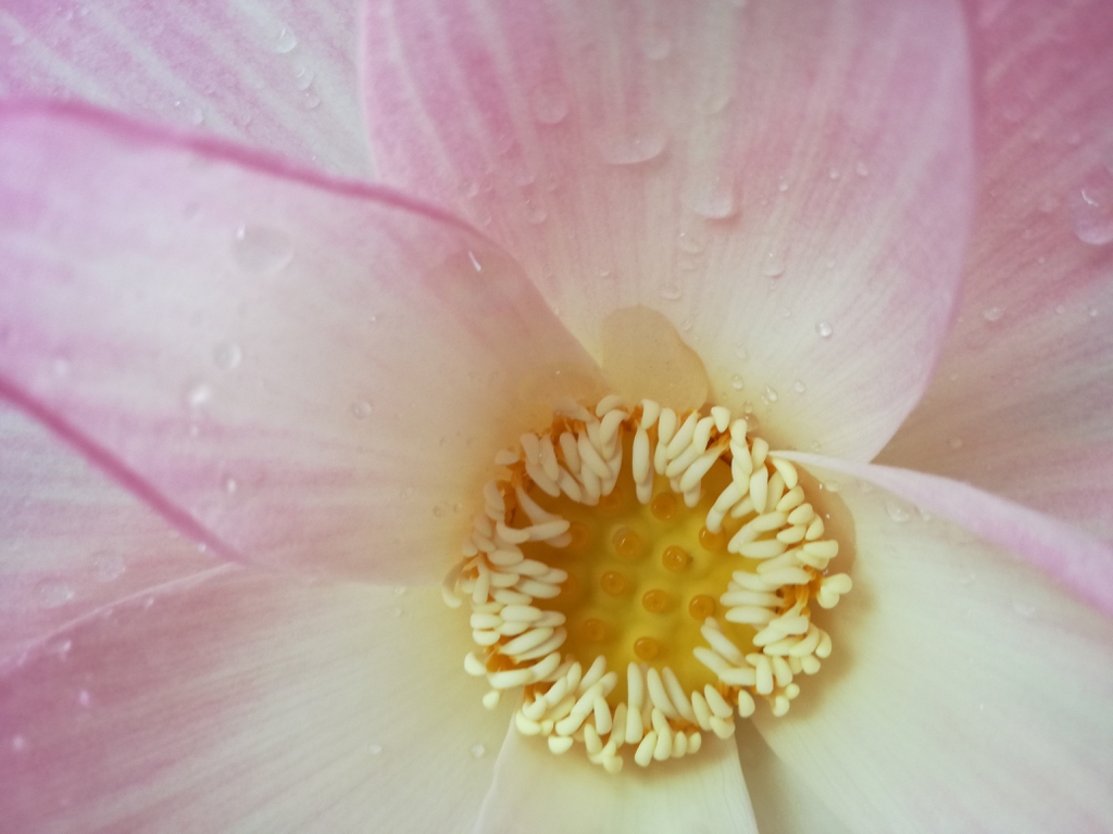 Nelumbo nucifera flower close up