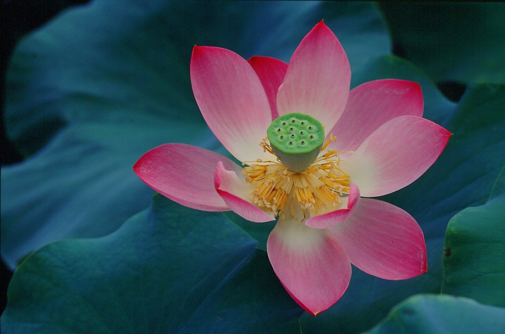 Nelumbo nucifera flower