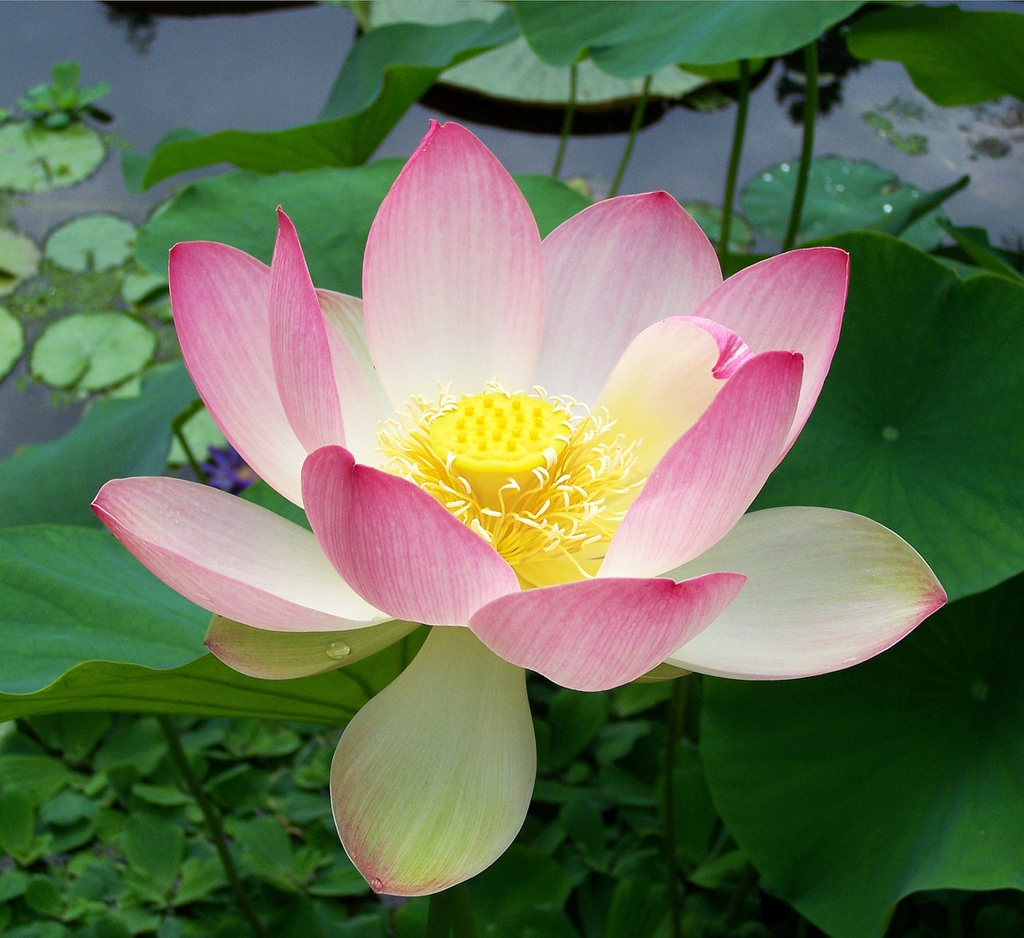 Nelumbo_nucifera flower