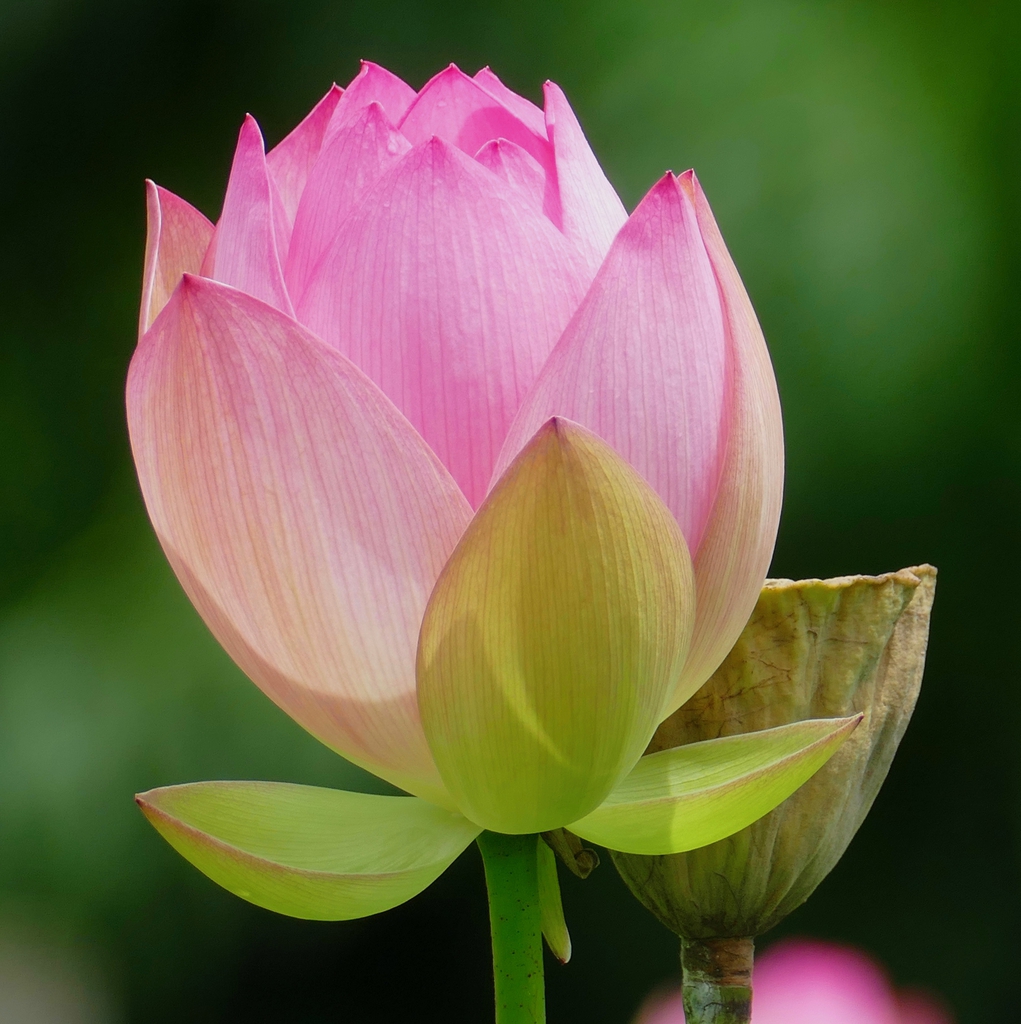 Nelumbo nucifera flower bud
