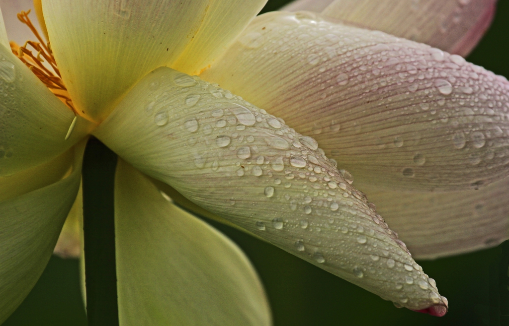 Nelumbo nucifera flower close up
