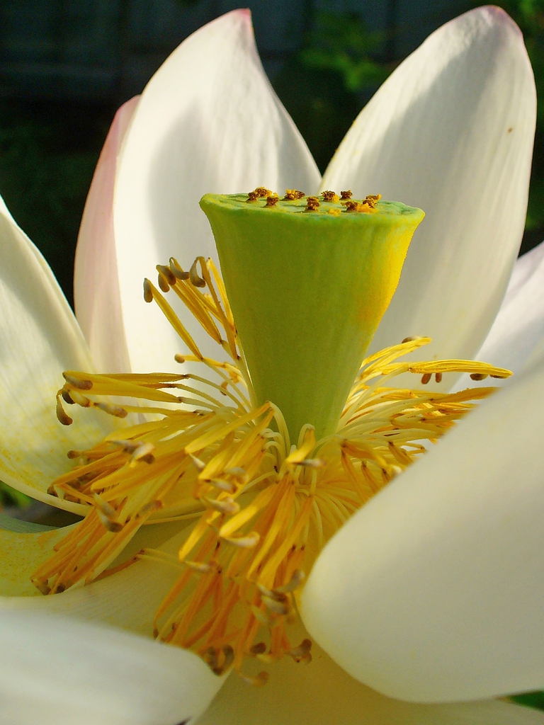Nelumbo_nucifera flower close up