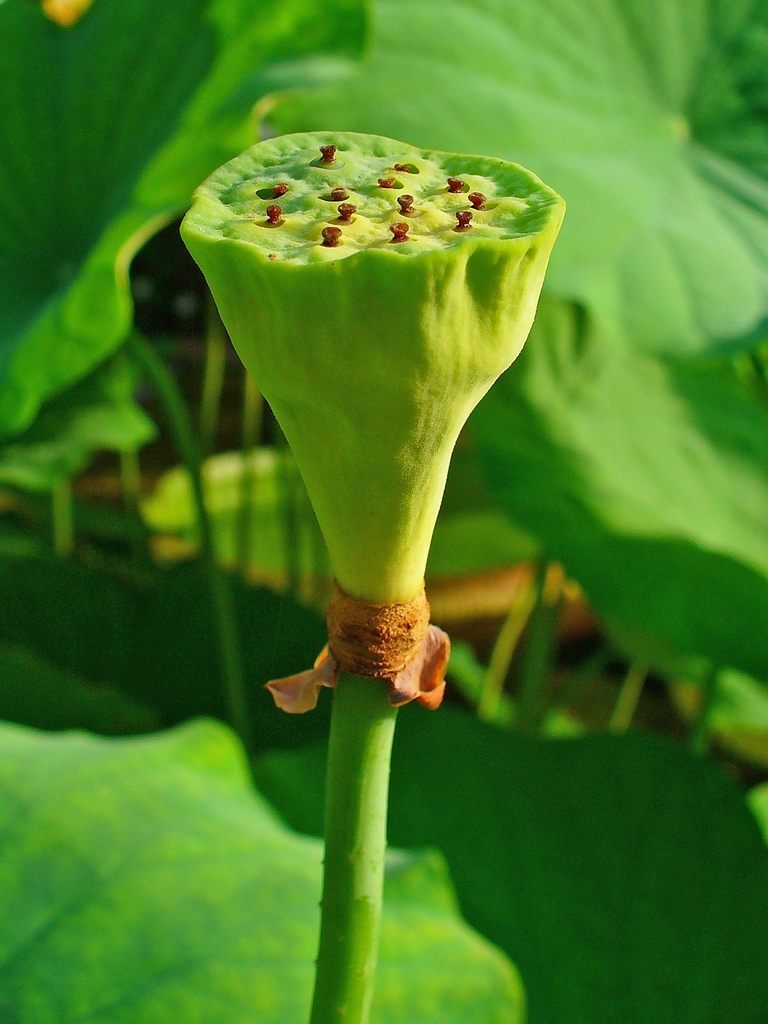 Nelumbo_nucifera fruit