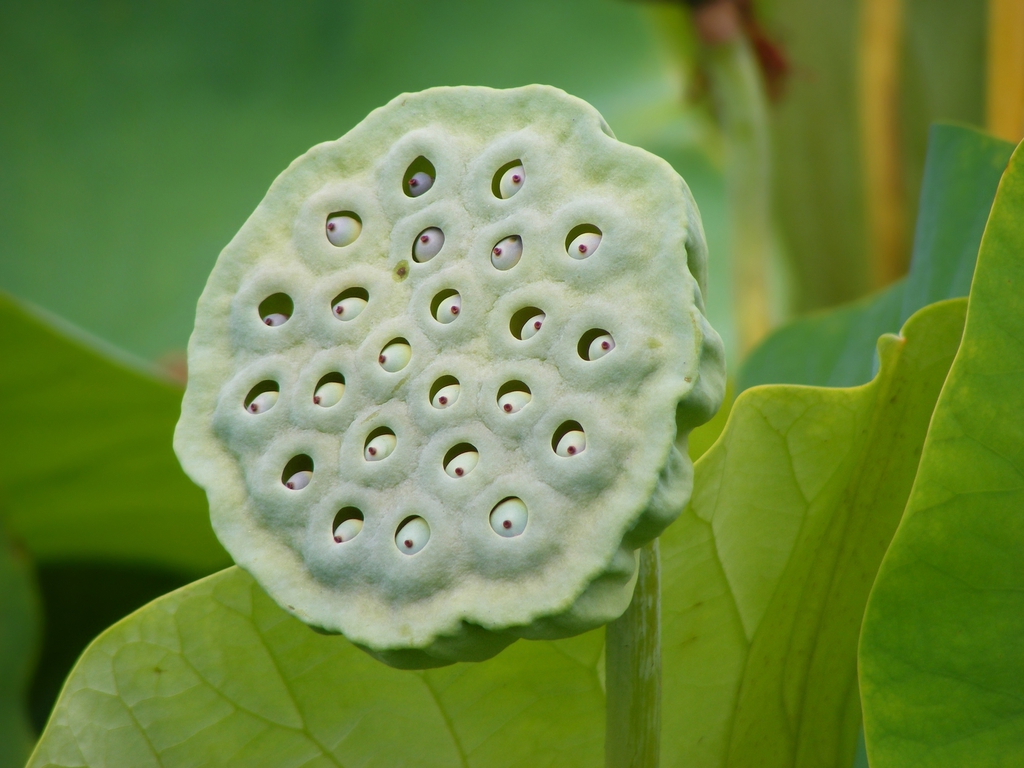 Nelumbo nucifera fruit