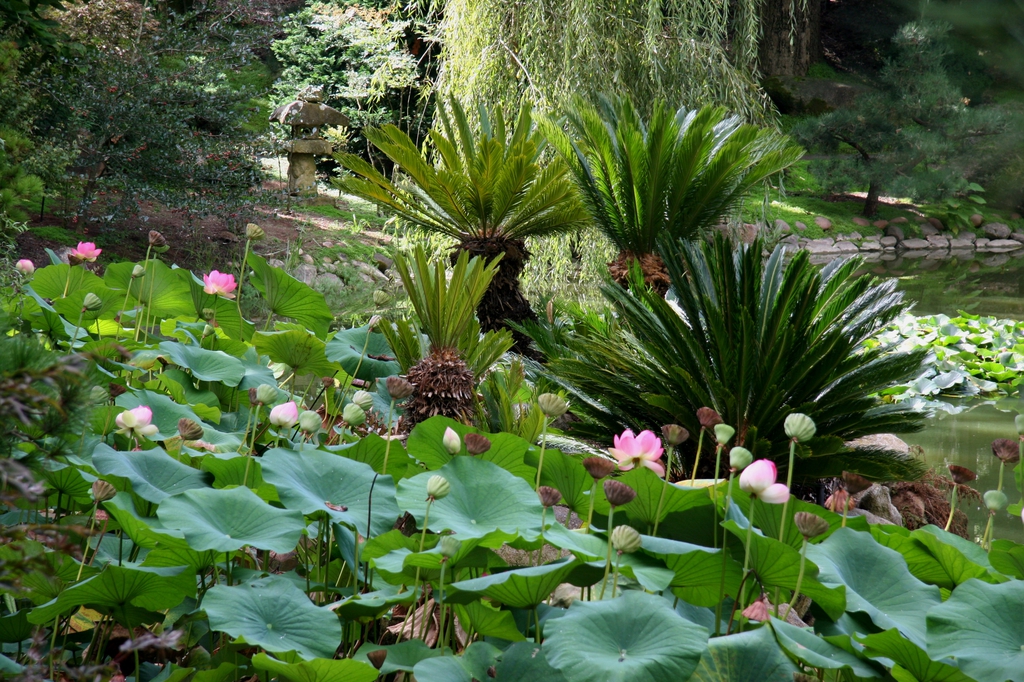 Nelumbo nucifera in a Japanese Garden