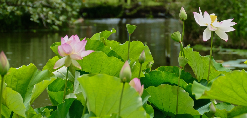 Nelumbo nucifera in the landscape