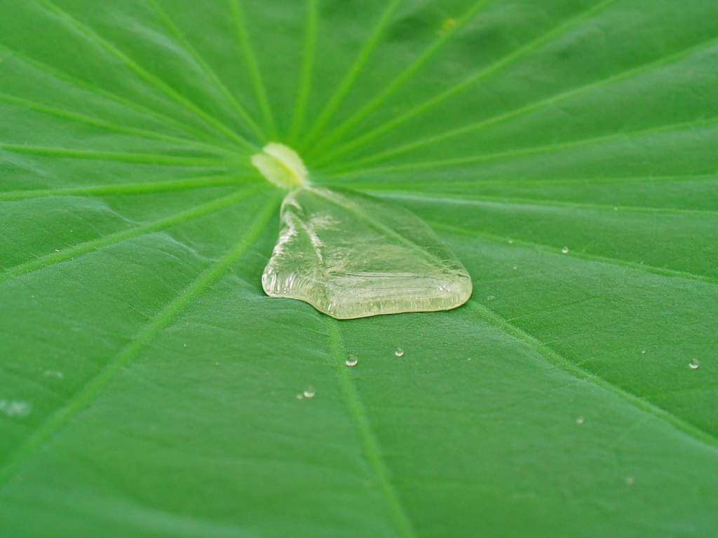 Nelumbo_nucifera leaf and water