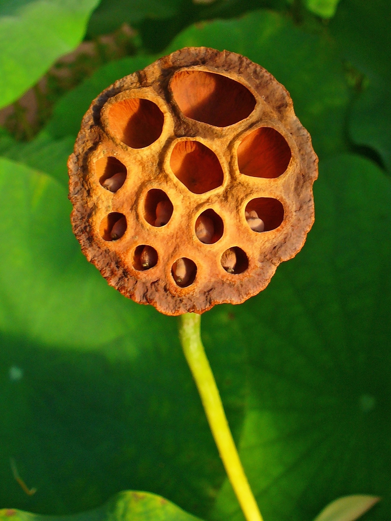 Nelumbo_nucifera ripe seedhead