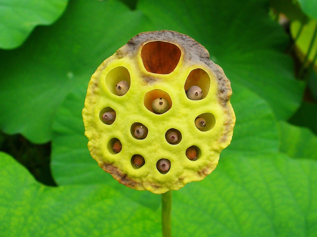 Nelumbo_nucifera seedhead and fruit