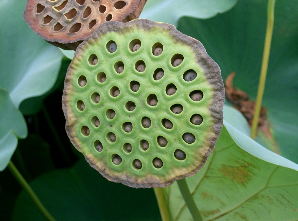 Nelumbo_nucifera seedhead