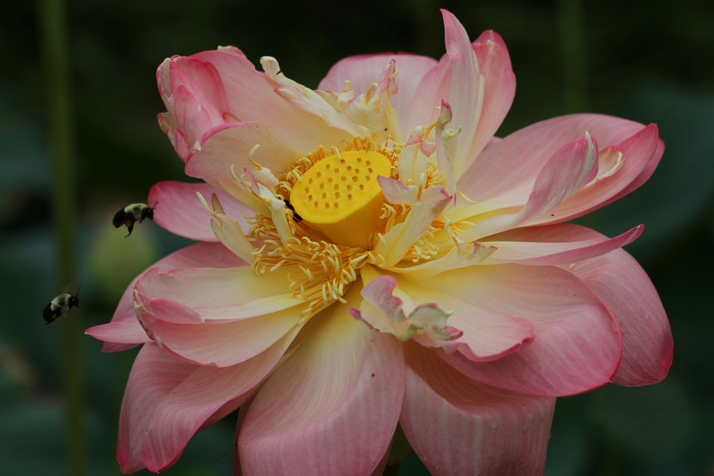 Nelumbo nucifera with bees