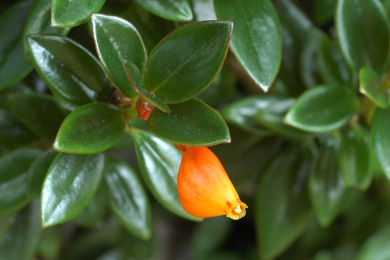 Small shiny leaves and a puckered orange & yellow tubular flower