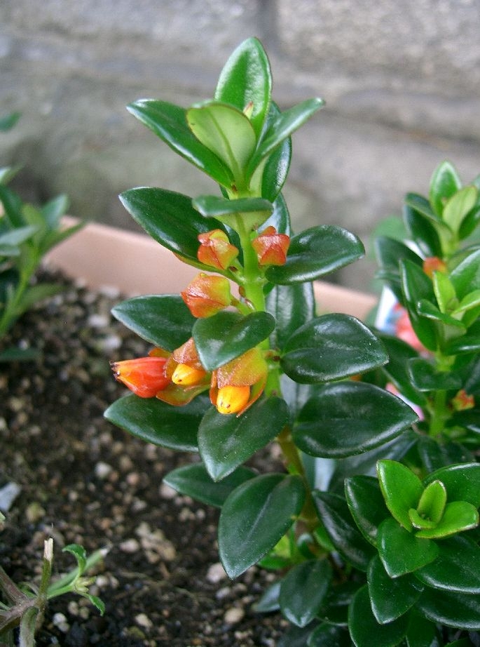 Green leaves with orange flowers form